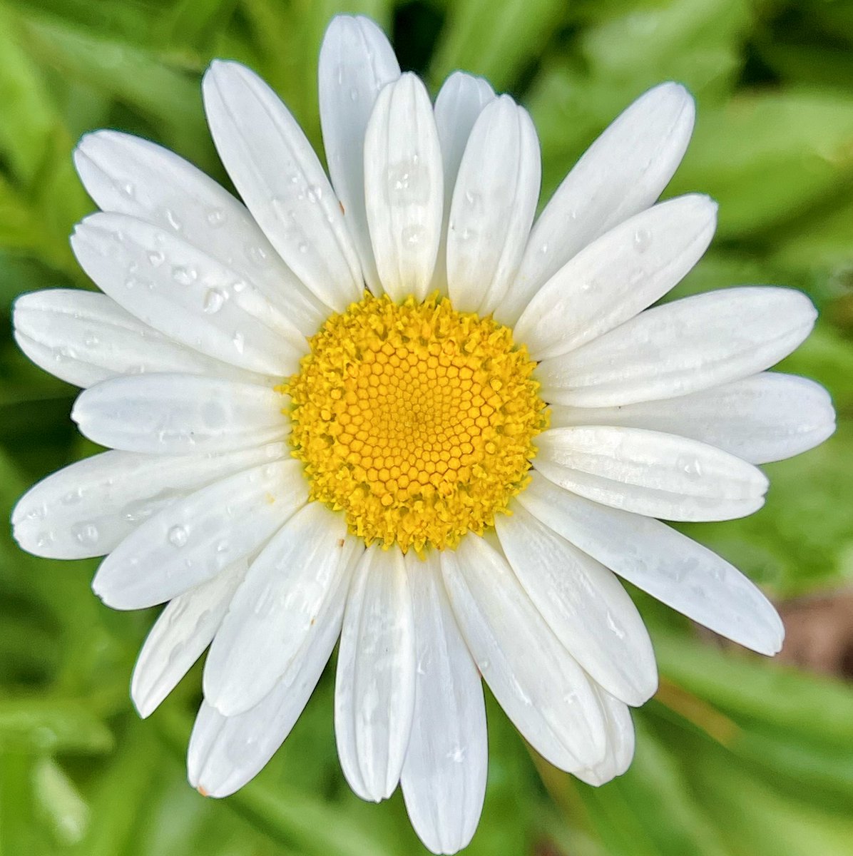 Daisy - Most Common Flower